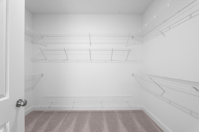 spacious closet featuring carpet