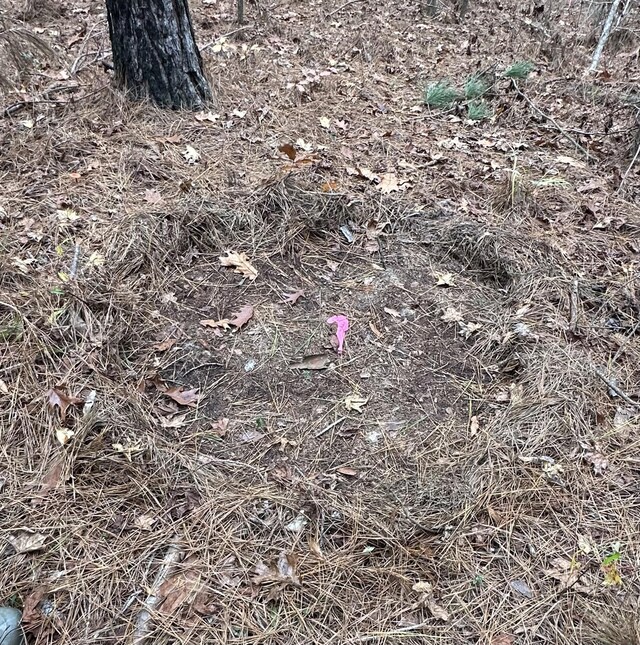 LOT4 Saggus Rd, Washington, GA 30673 - photo 10