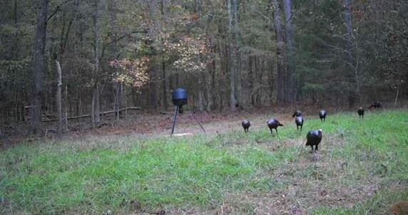 LOT4 Saggus Rd, Washington, GA 30673 - photo 8