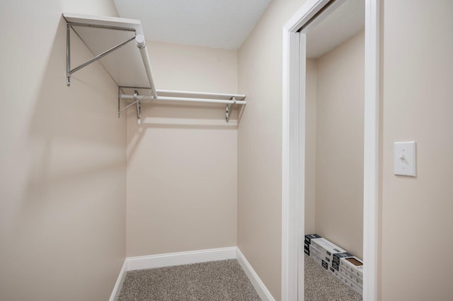 spacious closet featuring carpet floors