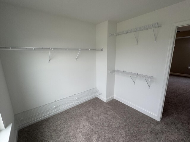 walk in closet with carpet flooring