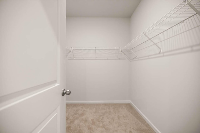 walk in closet with carpet floors