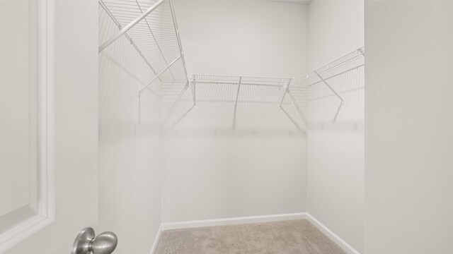 walk in closet with carpet flooring