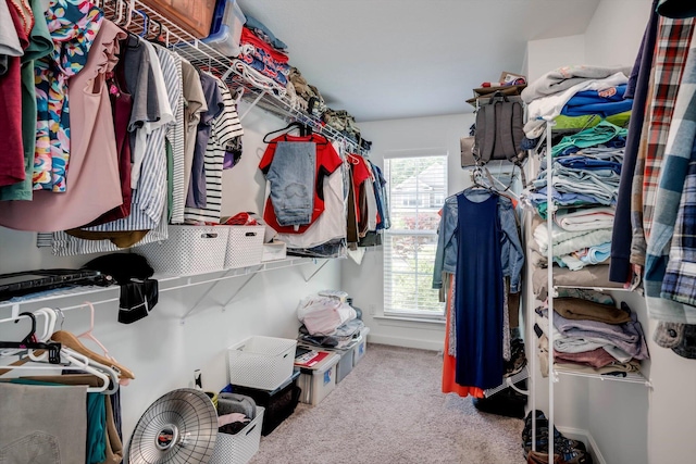 walk in closet featuring carpet flooring