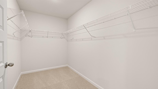 spacious closet featuring carpet flooring