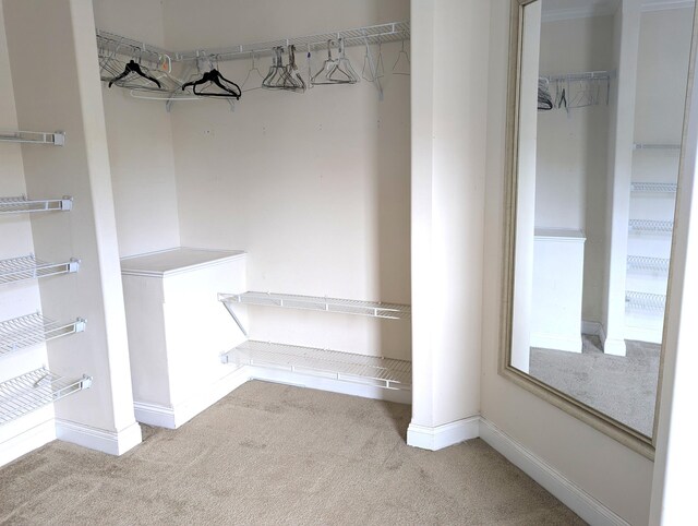 walk in closet featuring carpet floors