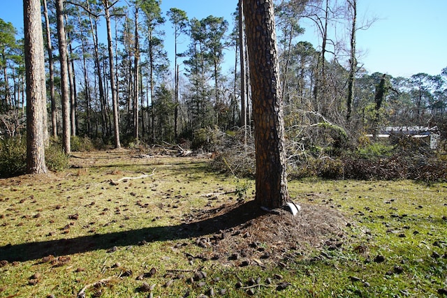 view of local wilderness