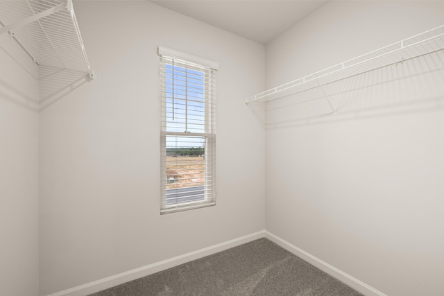 spacious closet with carpet