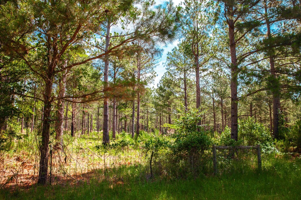7175 Bill Dorn Rd, Appling, GA 30802