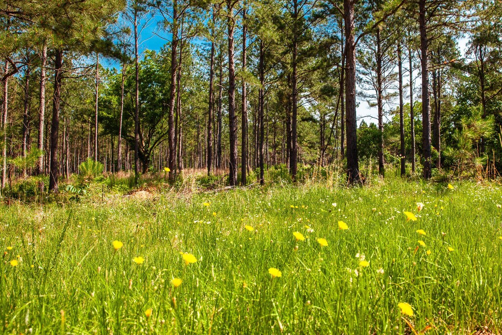 7175 Bill Dorn Rd, Appling, GA 30802