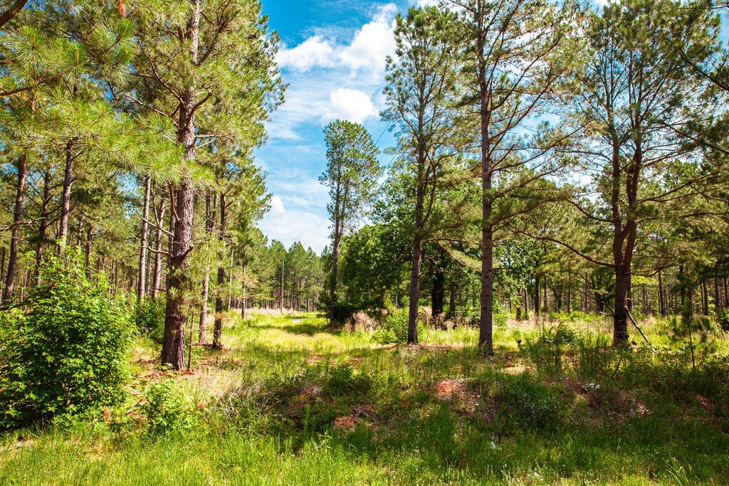 7175 Bill Dorn Rd, Appling, GA 30802