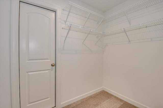 spacious closet featuring carpet flooring