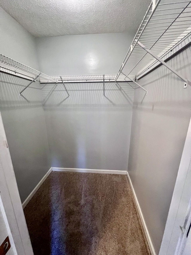 spacious closet featuring carpet floors