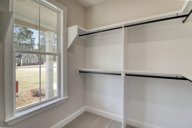 walk in closet featuring carpet flooring