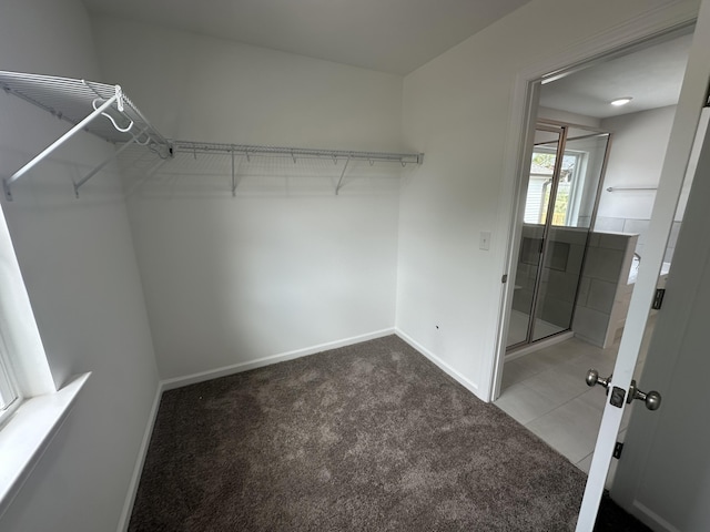 spacious closet featuring carpet