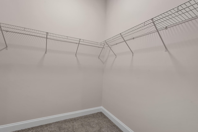 walk in closet featuring carpet