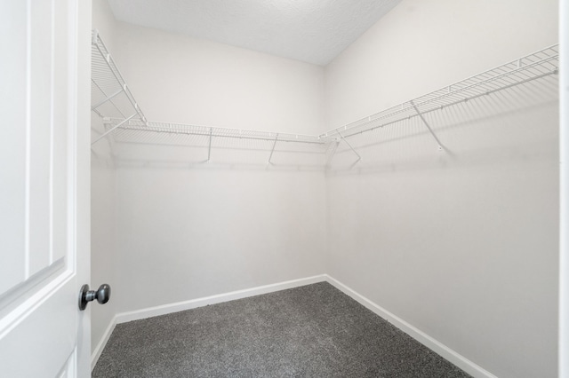 walk in closet featuring carpet flooring