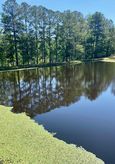 water view with a forest view