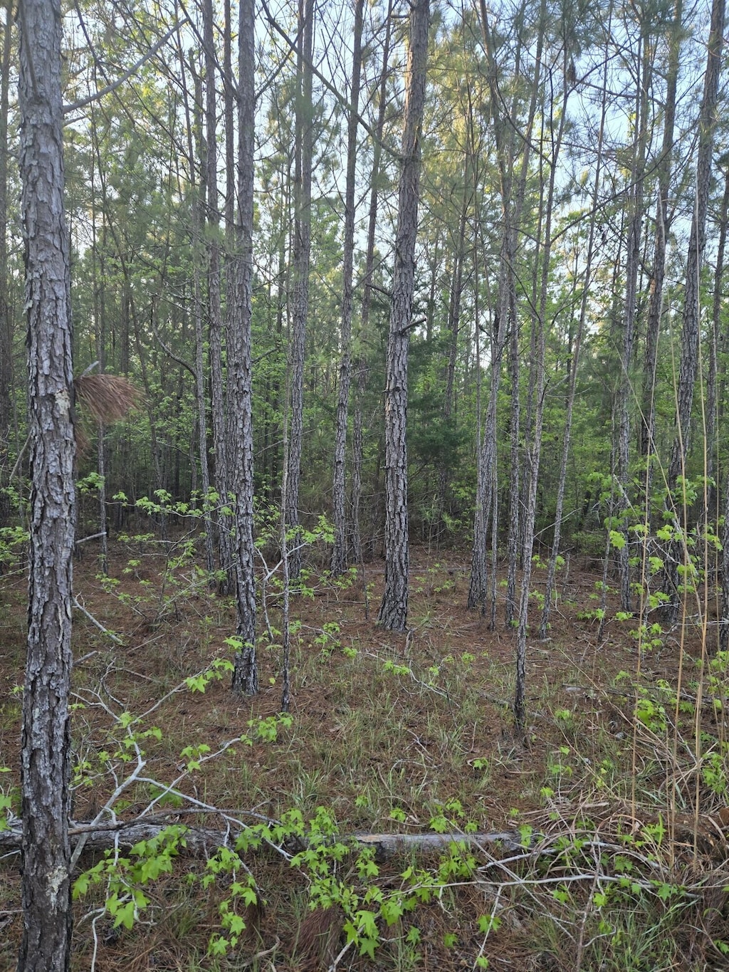 0 Sweetgum Ln, Lincolnton, GA 30817 - photo 3