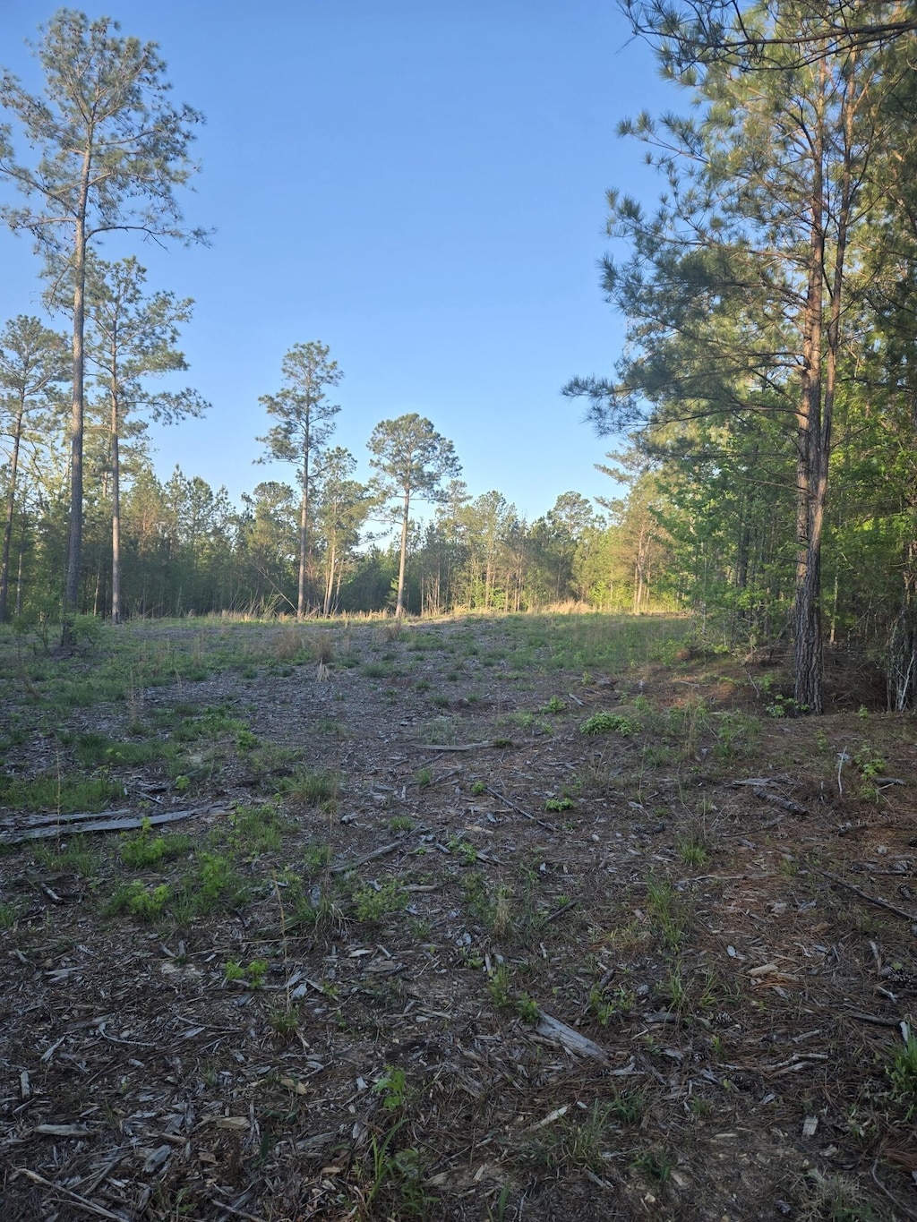 0 Sweetgum Ln, Lincolnton, GA 30817 - photo 4