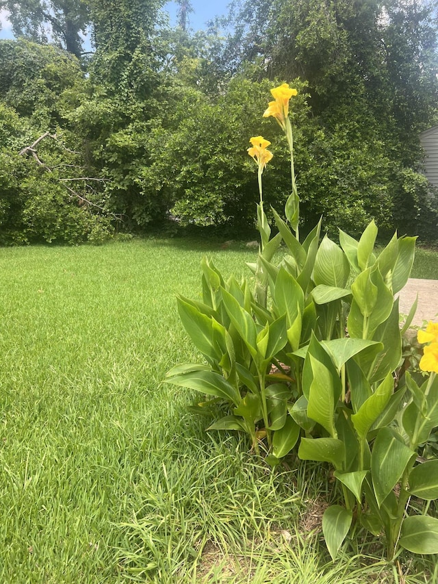 824 Ann St, Augusta, GA 30904 - view of grassy yard