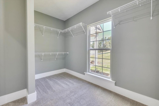 walk in closet featuring carpet flooring