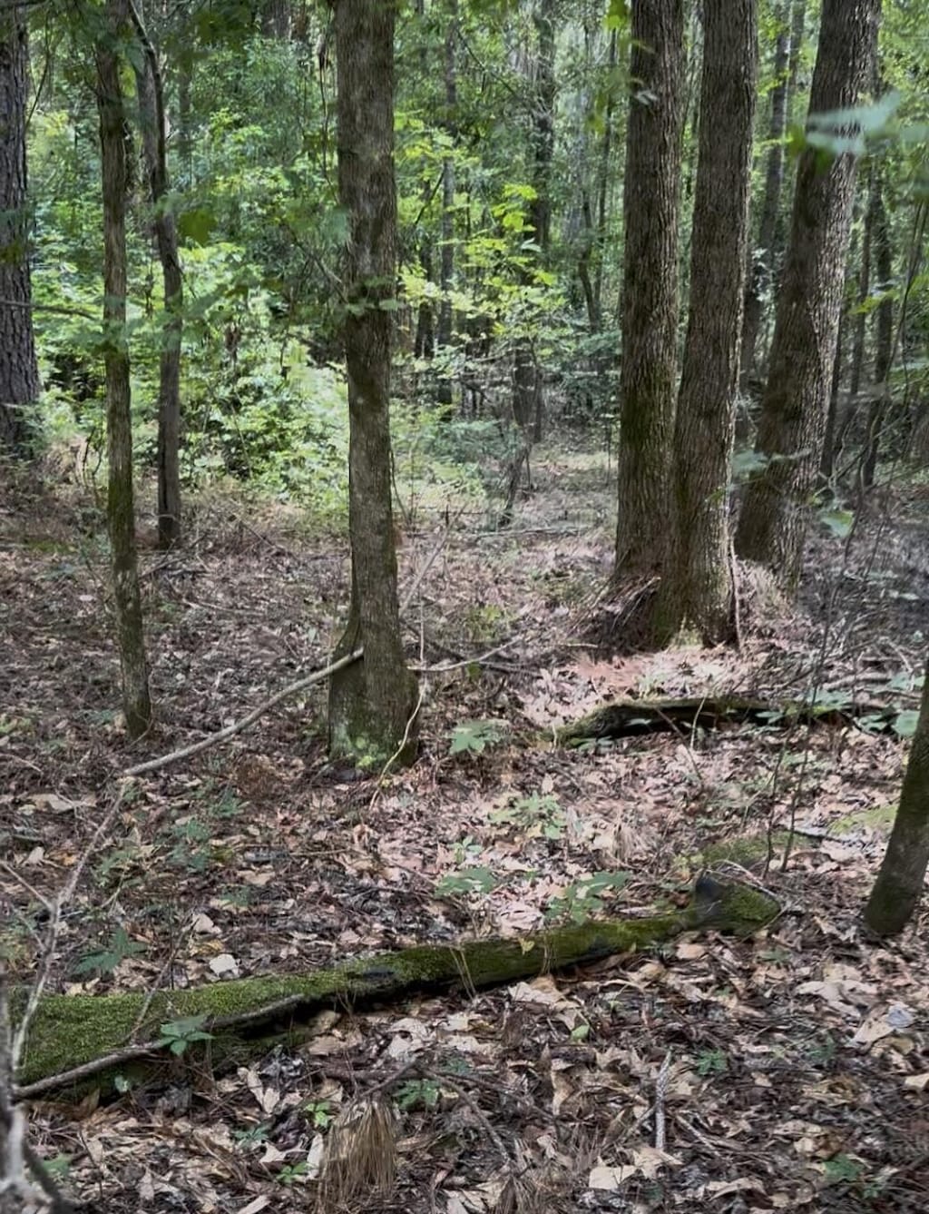 0 Walker Rd, Edgefield, SC 29824 - photo 1