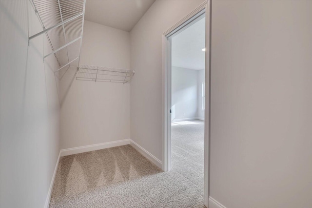 walk in closet featuring carpet floors