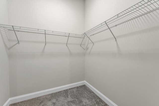 walk in closet featuring carpet floors