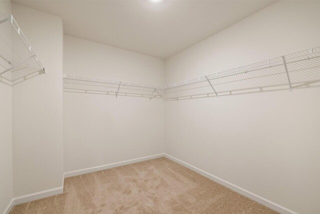 walk in closet featuring carpet floors