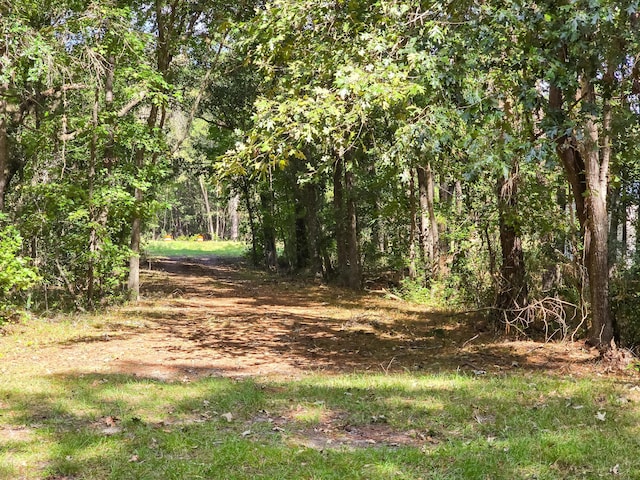 view of local wilderness