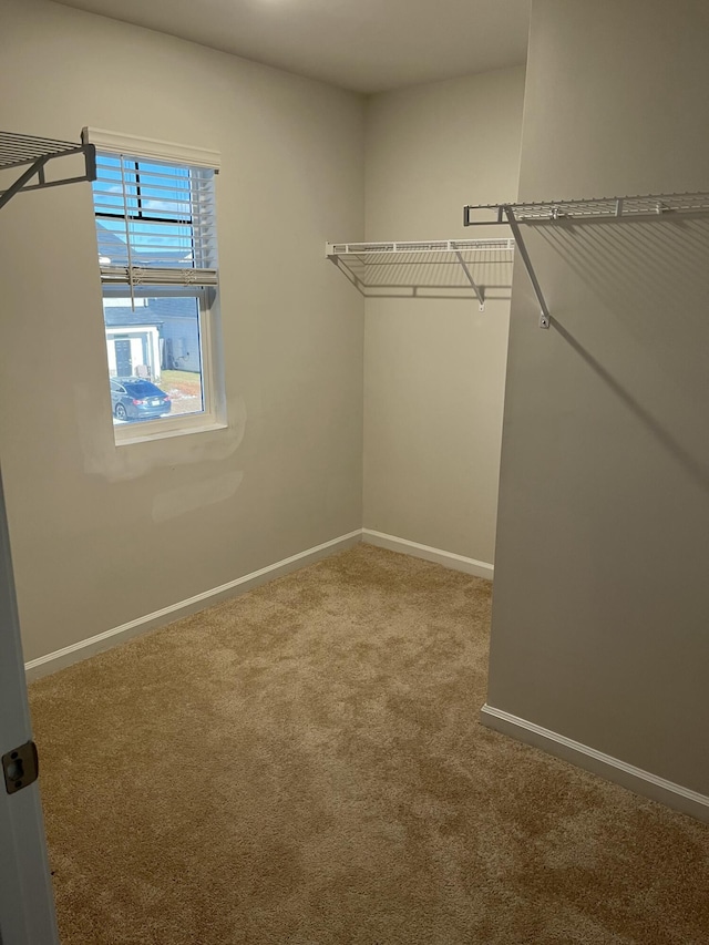 spacious closet featuring carpet