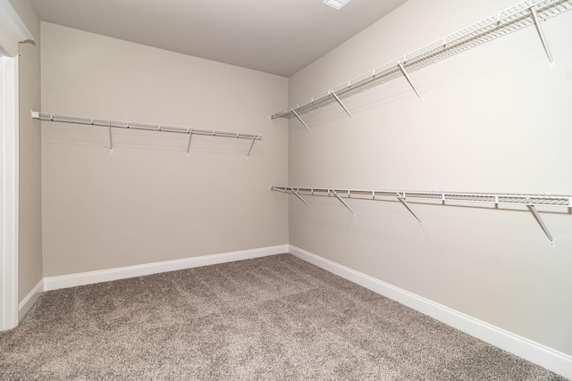 walk in closet featuring carpet floors