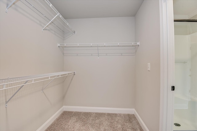 5265 Greyton Cir, North Augusta, SC 29860 - walk in closet featuring carpet