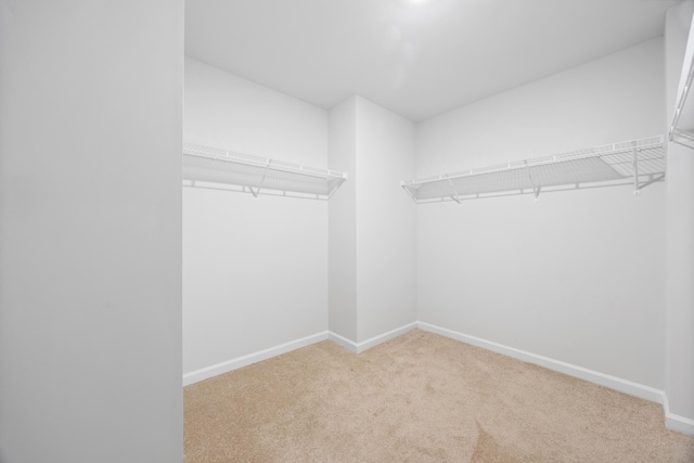 walk in closet featuring carpet floors