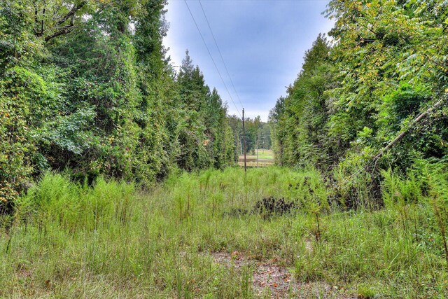 view of local wilderness