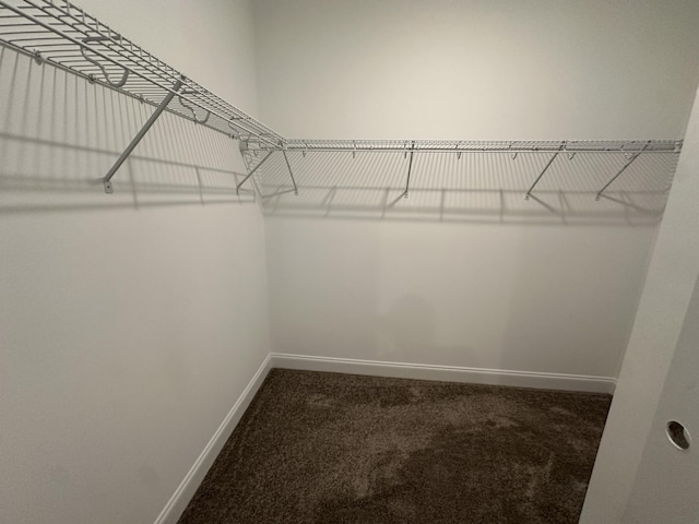 walk in closet with carpet floors