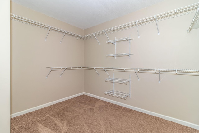 spacious closet featuring carpet floors