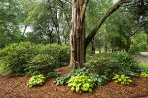 1792 Appleton Rd, Allendale, SC 29810 - view of nature