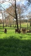 1792 Appleton Rd, Allendale, SC 29810 - view of property's community featuring a lawn