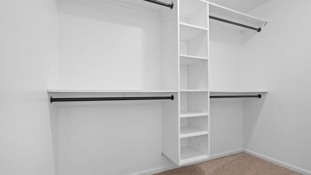 spacious closet featuring carpet flooring