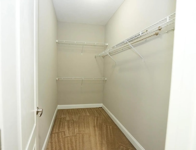 spacious closet featuring carpet