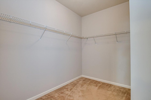 spacious closet featuring carpet