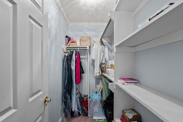 608 Saw Grass Dr, Martinez, GA 30907 - view of walk in closet