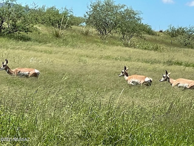 Listing photo 3 for TBD Wild Antelope 11, Sonoita AZ 85637