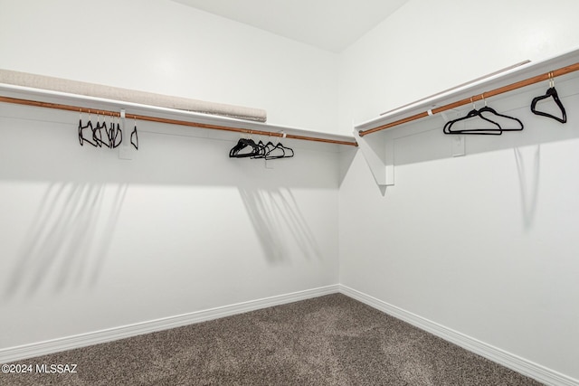 walk in closet featuring carpet floors