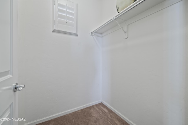 spacious closet featuring carpet floors