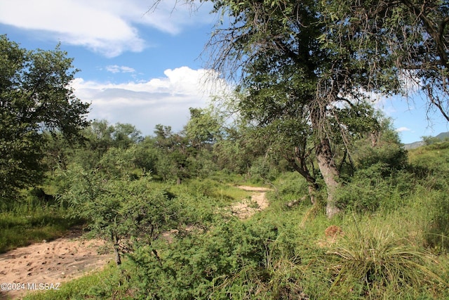 view of local wilderness