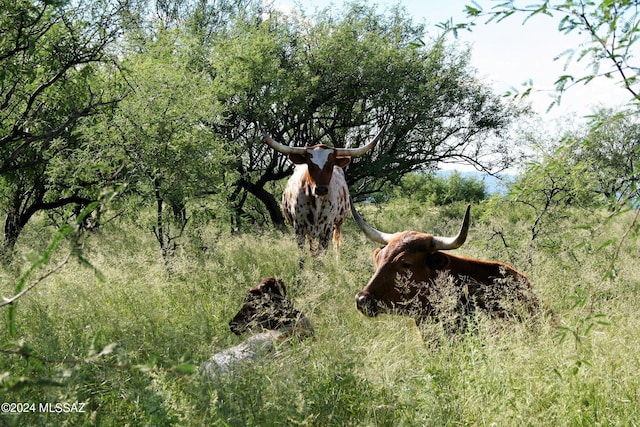 view of local wilderness