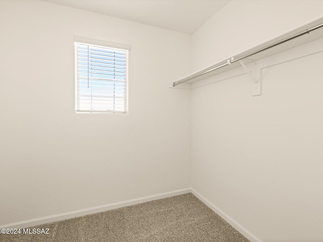 walk in closet with carpet flooring